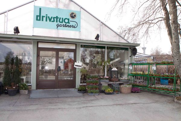 Drivstua blomster april-5