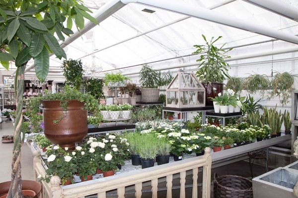 Drivstua blomster april-11