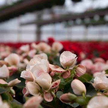 Drivstua blomster april-27