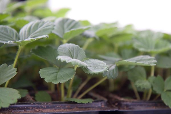 Drivstua blomster april-28