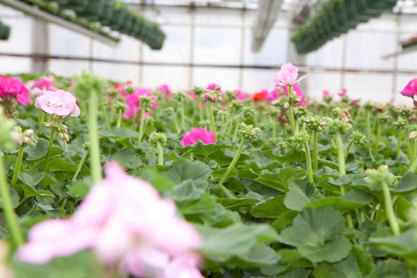 Drivstua blomster april-30