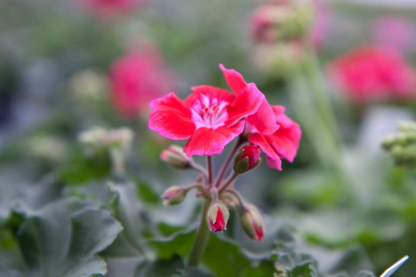 Drivstua blomster april-33