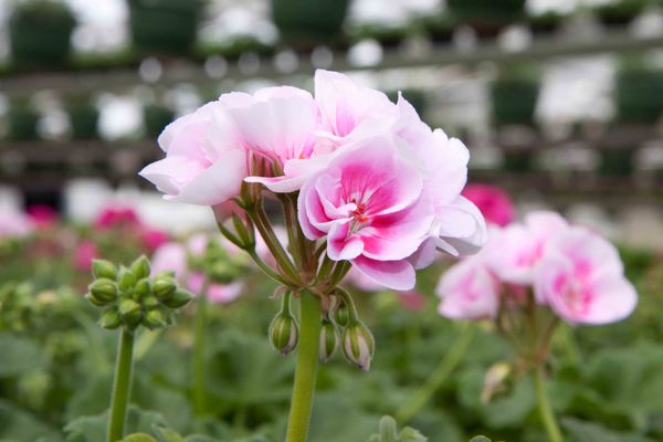 Drivstua blomster april-34