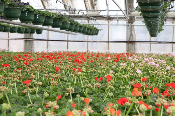 Drivstua blomster april-36