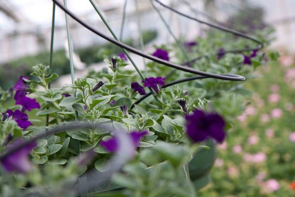 Drivstua blomster april-38