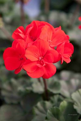 Pelargonia Paprika