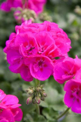 Pelargonia Mona Lisa