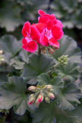 Pelargonia Layana