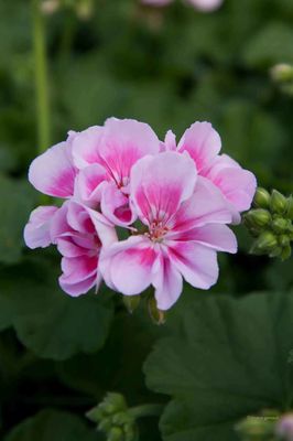 Pelargonia Kristiana