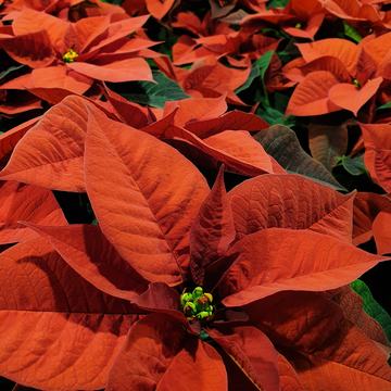 Julerstjerne_Drivstua