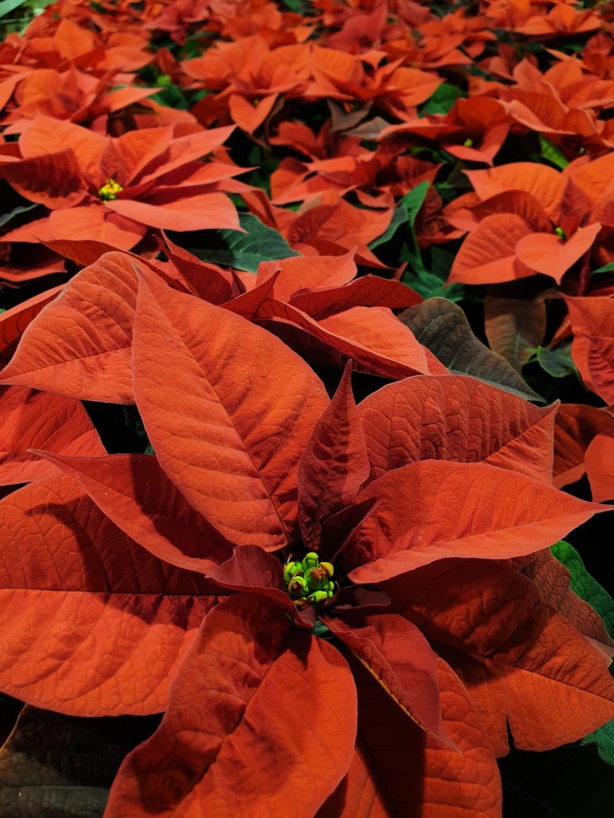 Julerstjerne_Drivstua