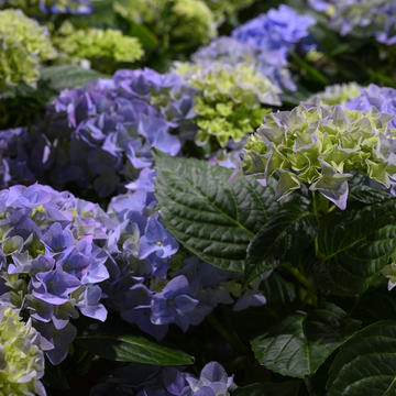 Hortensia