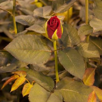 Heart Beat rose hos Drivstua gartneri